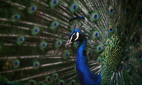A peacock presents his plumage to attract the attention of a peahen.