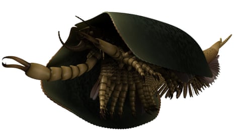 This is a life reconstruction of Tokummia katalepsis showing a pair of large pincers (maxillipeds) at the front for capturing prey, with much of the multisegmented body protected by a broad carapace. Note the small mandibles and subdivided, spinose bases of the trunk limbs: those were critical characters for resolving the evolutionary significance of Tokummia.