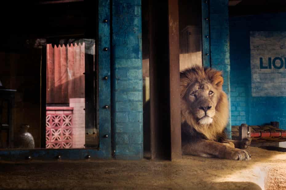 Bhanu the “dominant” male lion letting the lionesses take the best of breakfast whilst he relaxes on specialist heated stones.