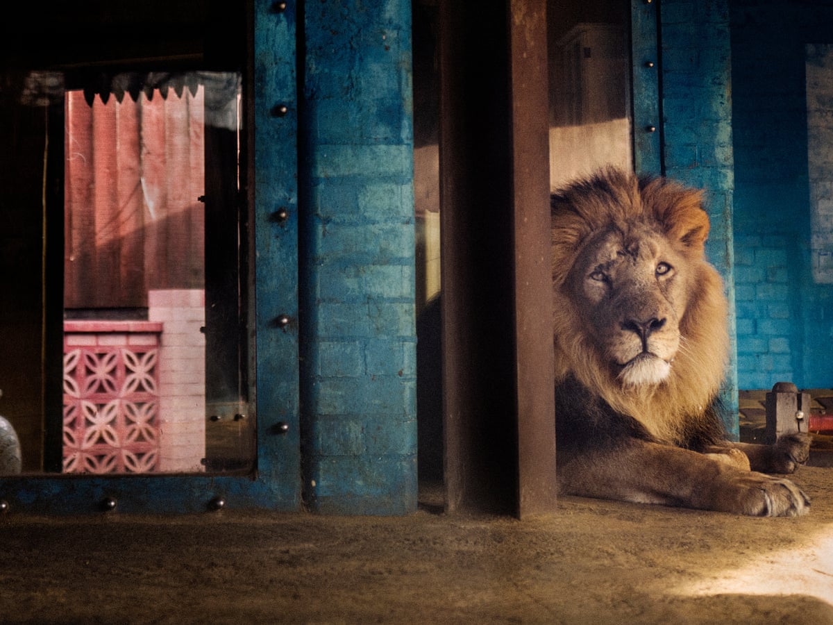 London's zoos in lockdown - photo essay | Zoos | The Guardian