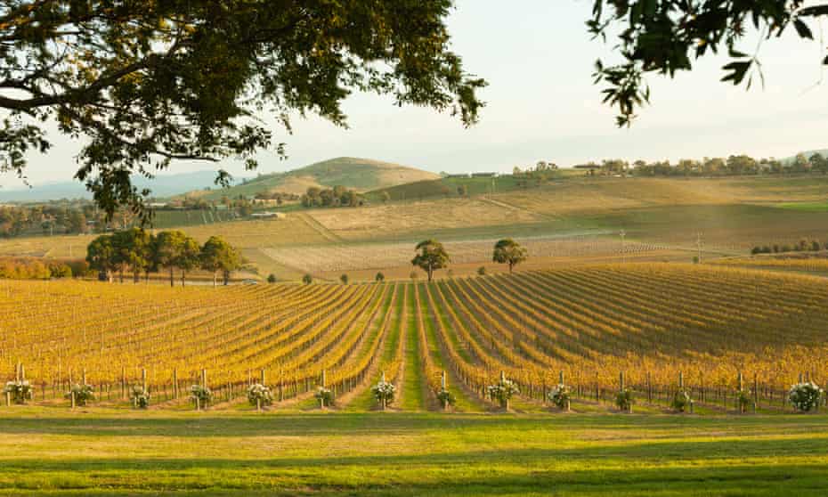 Vineyards at sunset