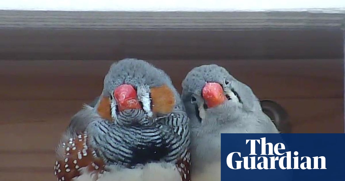 Scientist wins $100,000 prize for decoding zebra finch language