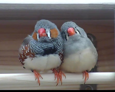 Zebra finches