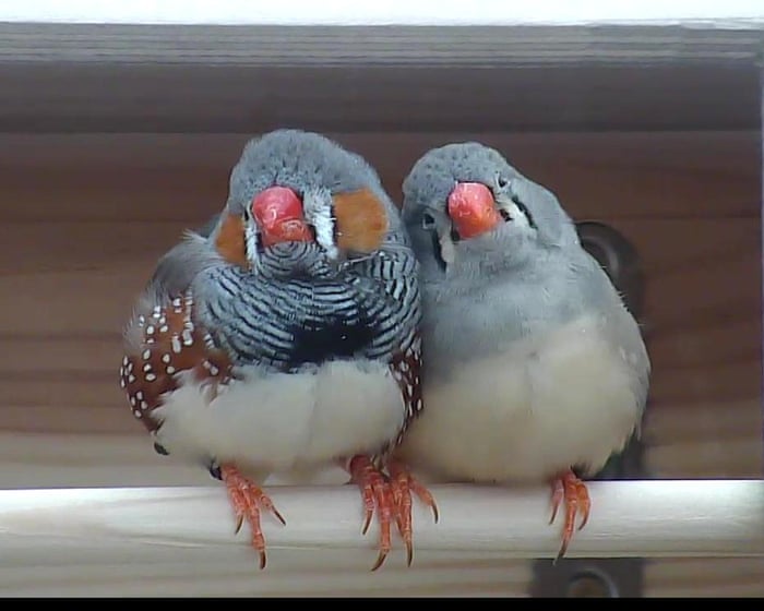 A little bird told her: scientist wins $100,000 prize for decoding birdsong