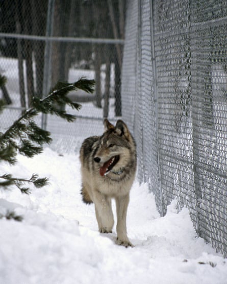 Sawtooth wolf pup walking along the fence in Nez Perce pen, February 1996.