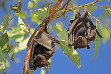 Hendra antibodies were first found in flying foxes.