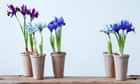 Dwarf irises bring colour and glamour to the start of spring