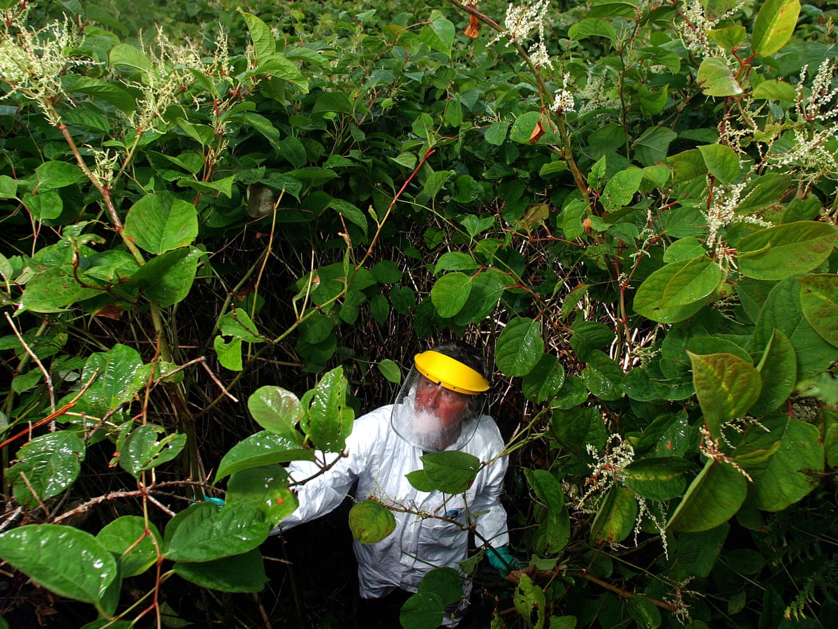Uses For Japanese Knotweed