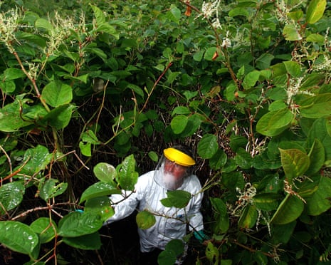 An eradication expert tackling Japanese knotweed in Cornwall.