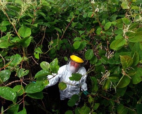 An eradication expert tackling Japanese knotweed in Cornwall. Photograph: Tim Cuff/Alamy