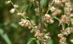 Mugwort, Common wormwood, Gewohnlicher BeifuB, Beifuss, Artemisia vulgaris<br>DD9T4M Mugwort, Common wormwood, Gewohnlicher BeifuB, Beifuss, Artemisia vulgaris