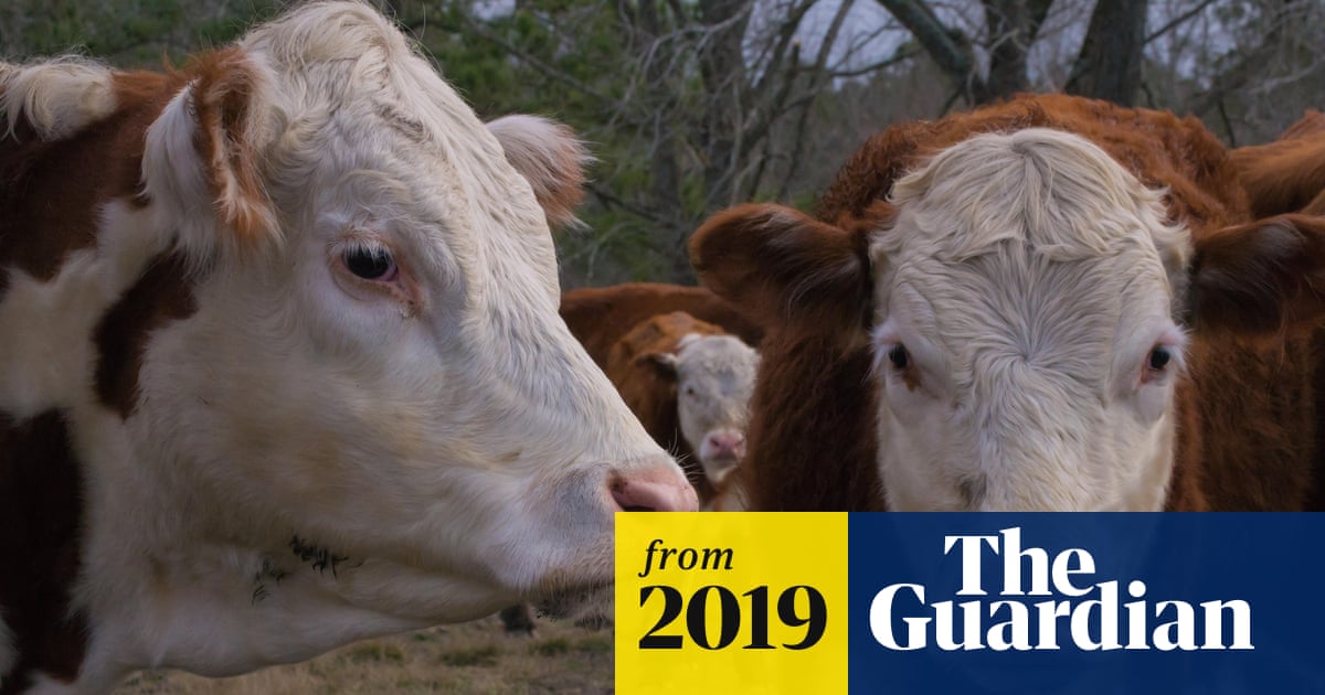How Do Cows Survive Hurricanes: Shocking Survival Secrets Revealed