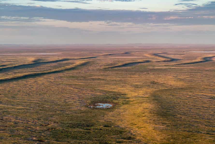 Vegetation blooms in the Red Desert after unusually high local rainfall. Anna Creek Station, South Australia, Australia March 2022