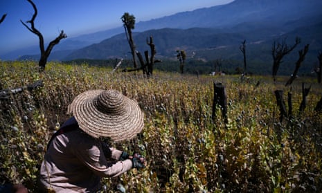 A farmer works at an illegal poppy field in Myanmar’s Shan State.