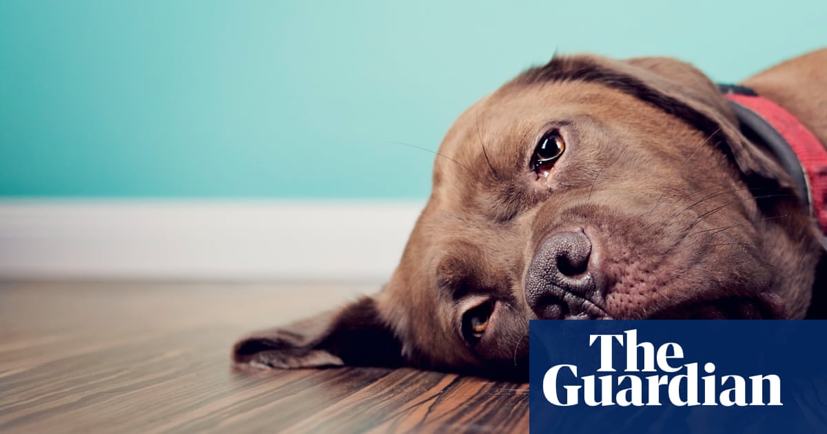 Down, boy? How you can tell if your dog is depressed – and how to help