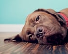 Long-promised animal cruelty prevention laws quietly shelved by Victorian government
