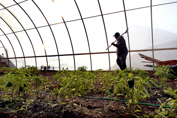 Meet The Activists Bringing Urban Farms To One Of America S Most Deprived Cities Cities The Guardian
