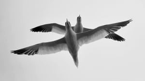 Gannets overhead