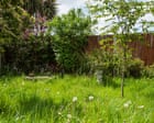 A messy garden is a glorious garden. We need to stop tidying, titivating and paving them over | Emma Beddington