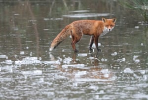 Uma raposa atravessa um lago congelado em Forest Gate, leste de Londres, Reino Unido