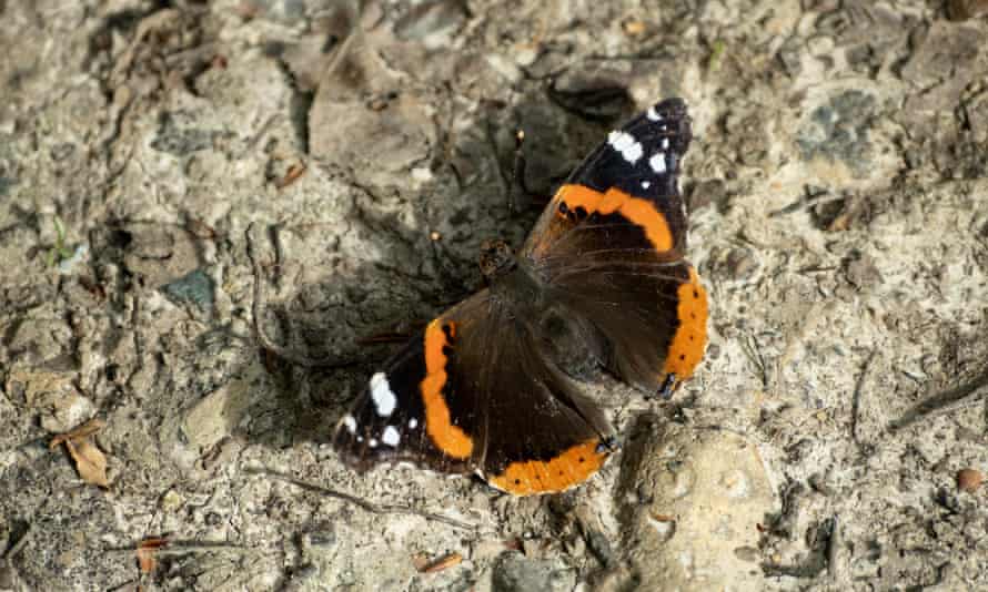 A red admiral in Blean woods.