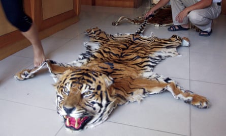 A picture made available by the wildlife trade monitoring network Traffic shows a tiger skin openly on sale at a retail outlet in Mong La, Myanmar.