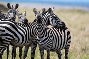 Zebras at the Maasai Mara national reserve in Kenya
