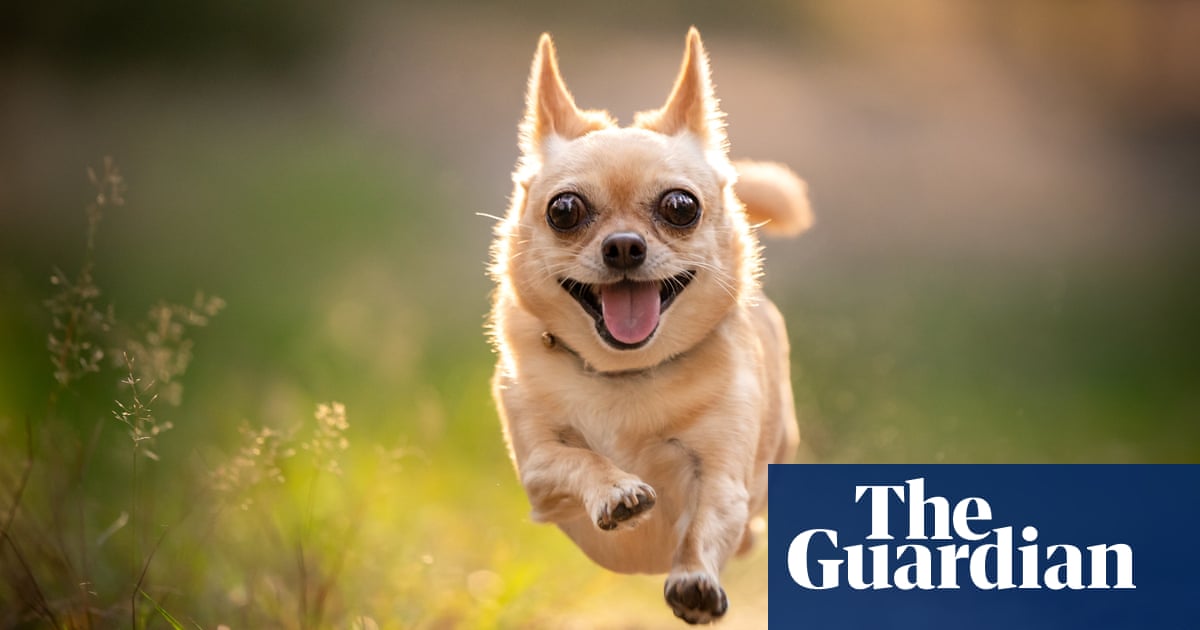 It's all about tone of voice': three dog trainers on how to beat behavioural problems