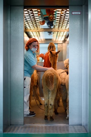 The alpacas ride the elevator with Antje Hedwig, head of social care.