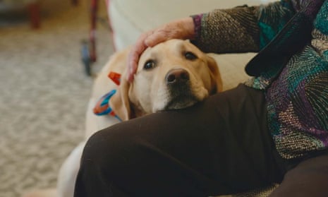 How a special therapy dog fetches smiles thanks to an organized, busy family