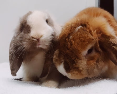 Two bunnies cuddling
