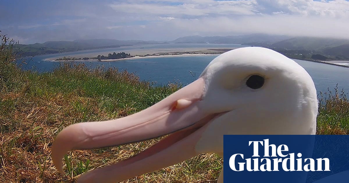 Albatross faceplants to fame on New Zealand livestream