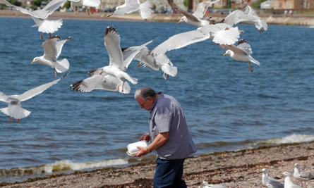 Seagulls mob a man carrying a fish and chip box in Largs, Scotland