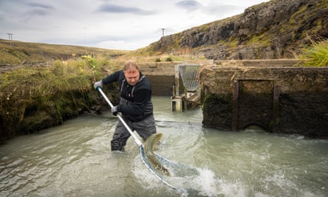 Guðmundur Hauker Jakobsson uses a fishing net to pull out a thrashing salmon from a grey-green river