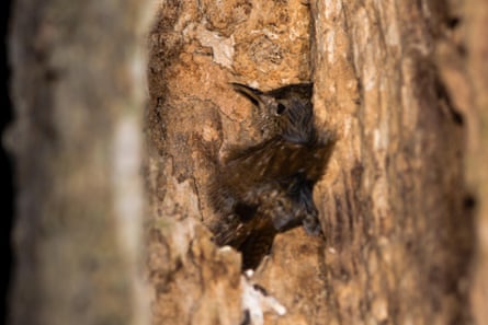 A wren roosting in the crevice of a dead tree at night