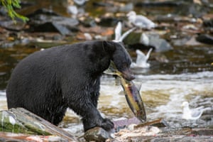 American black bear catching at Neets Bay fish hatchery, Behm Canal in Southeast Alaska near Ketchikan, USA.