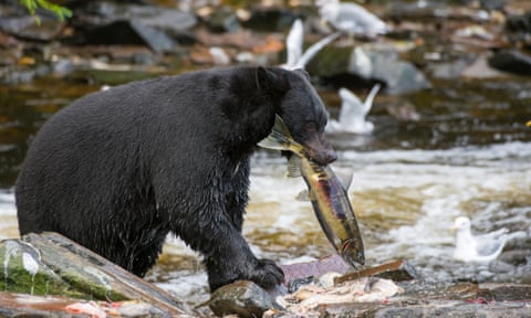 An American black bear catching fish near Ketchikan in south-east Alaska.