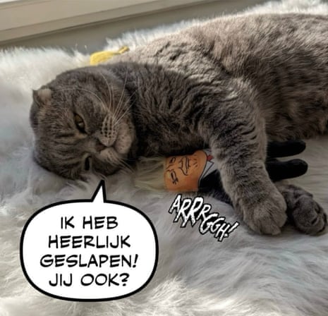 Maximus the cat.