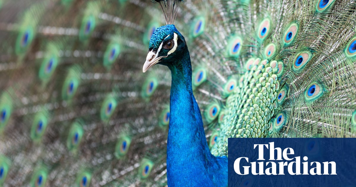 Dogs, rabbits peacocks? UK offices navigate the rise of emotional support animals