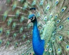 Dogs, rabbits ... peacocks? UK offices navigate the rise of emotional support animals