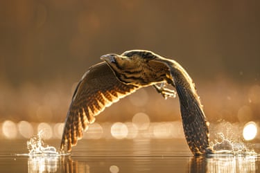 A bittern flying low over a lake bathed in warm yellow light, its wingtips touching the water