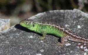 A Sand Lizard one of six native reptiles to be encountered on the heath.