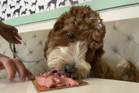 A dog eats a pink dish while sitting in a booth at a restaurant.