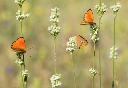 Scarce copper butterflies.
