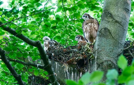 Birds in nest in tree canopy