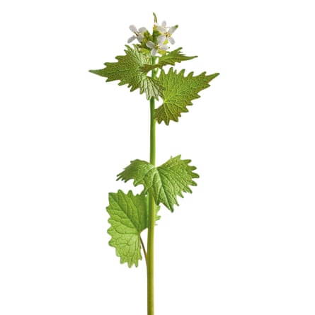 Garlic mustard (Alliaria petiolata).