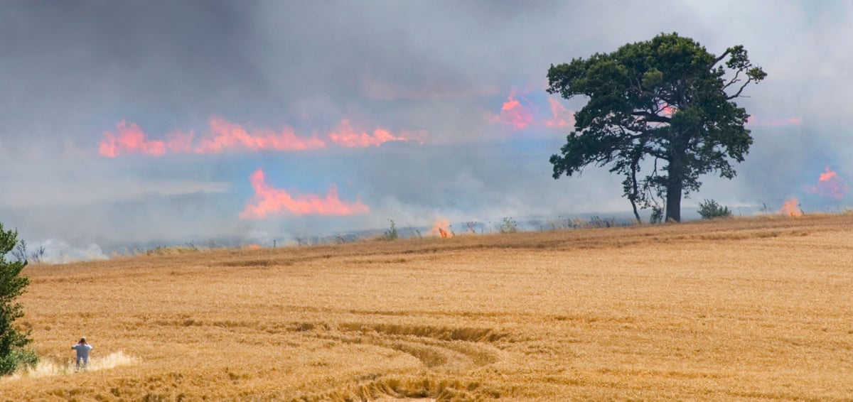 A wildfire burns in an Essex wheat field, with smoke and flames behind a lone tree