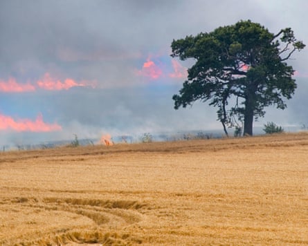 A wheat field and tree in foreground and behind them a wildfire is burning