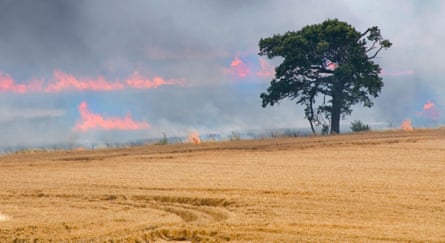 Burning crops.
