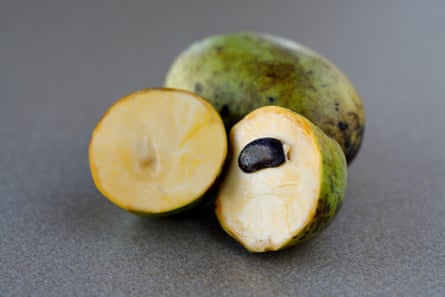 How America's most enigmatic fruit is making a comeback | Foraging